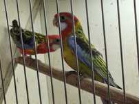Casal roselas muito bonitos