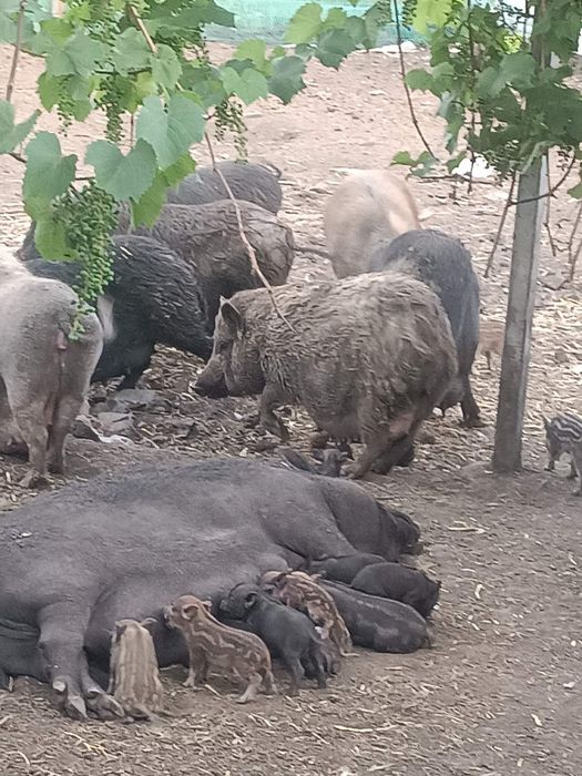 Поросята вьетнамские