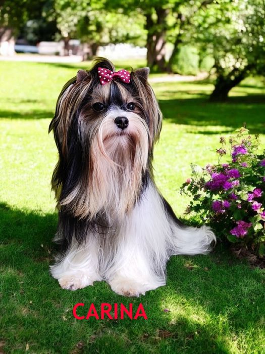 Biewer Yorkshire Terrier mini suczka