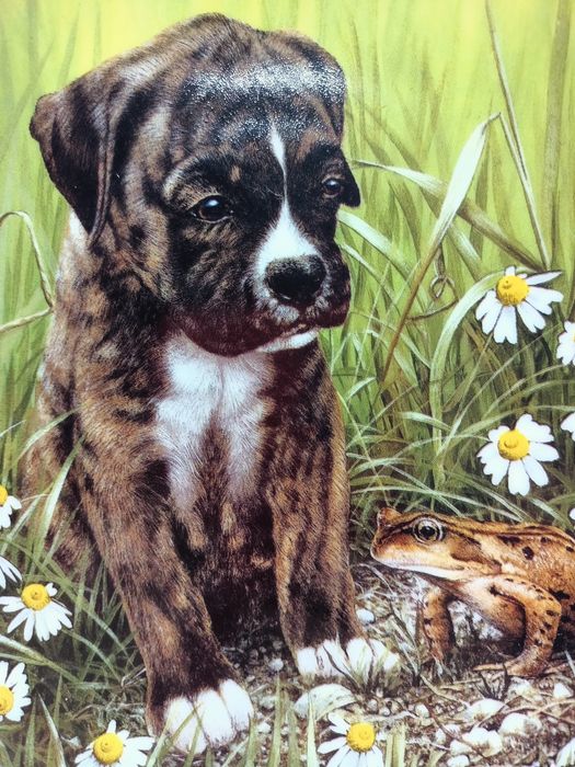 Talerz kolekcjonerski Frog Prince Boxer Anglia