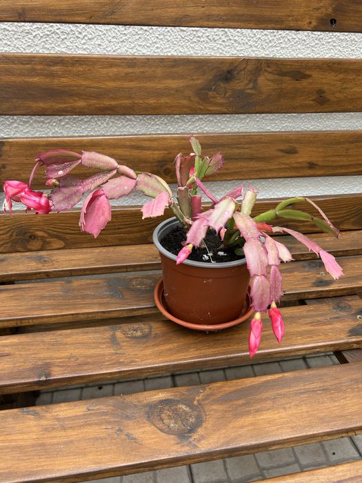 Vendo suculentas com flor.