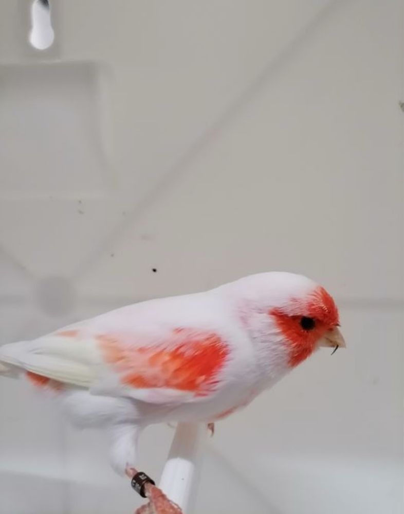 Casais Canario Mosaico Vermelho