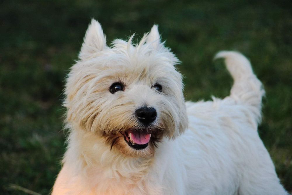 West Highland White Terrier