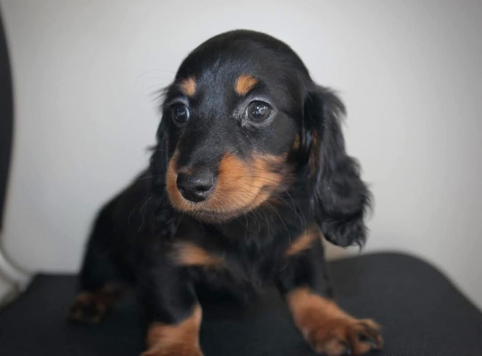 Довгошерстні таксята хлопчики