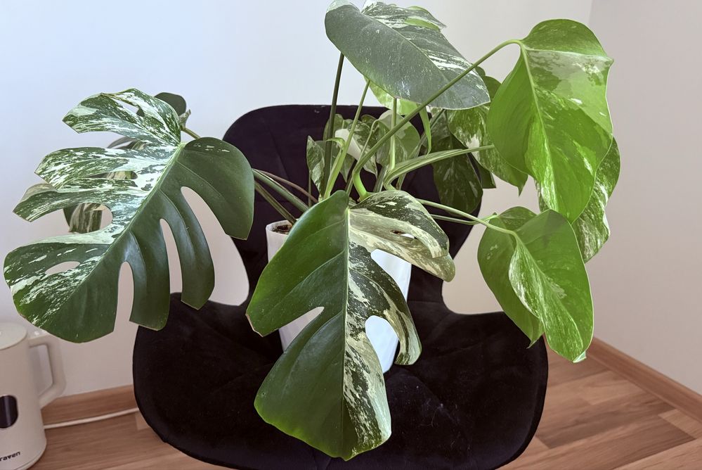 Monstera variegata