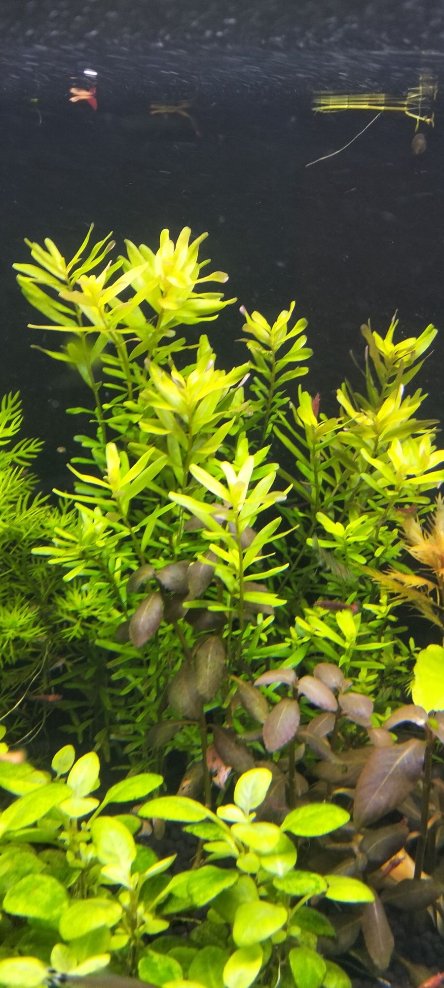 Roślinki do akwarium Hottonia , Myriophyllum, rotala red , ludwigia