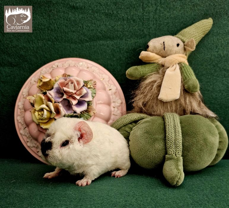 Zarezerwowany TEDDY świnka morska  samiec  Herkules