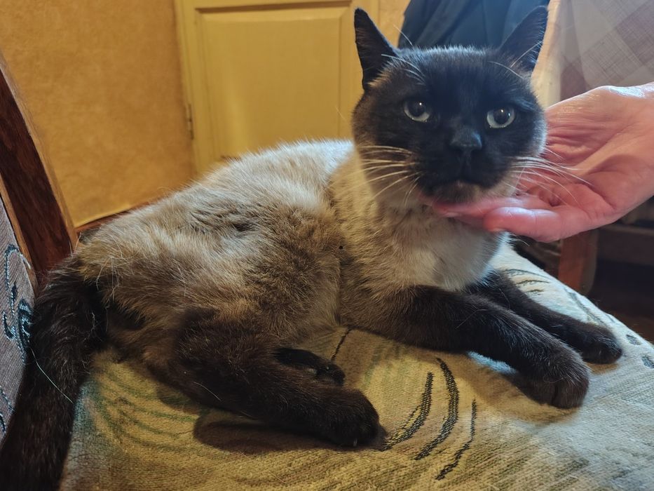 Найден сиамский кот!