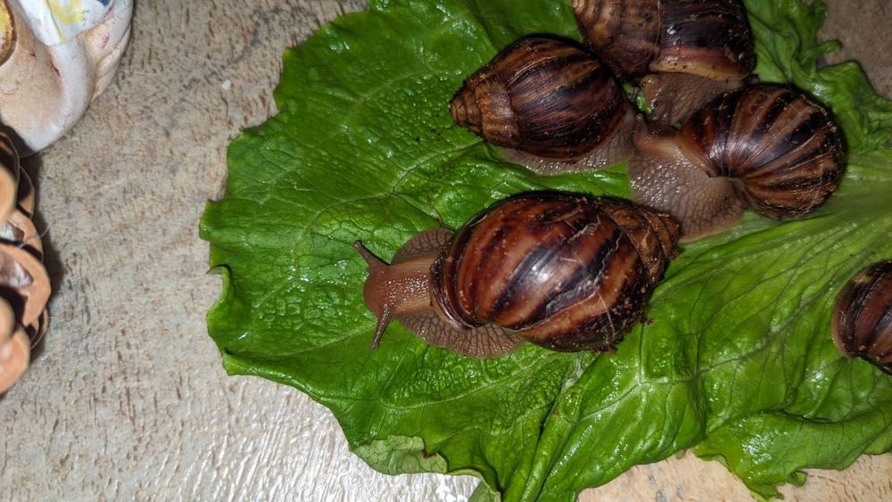 Супер улитки Ахатины Имакуляты