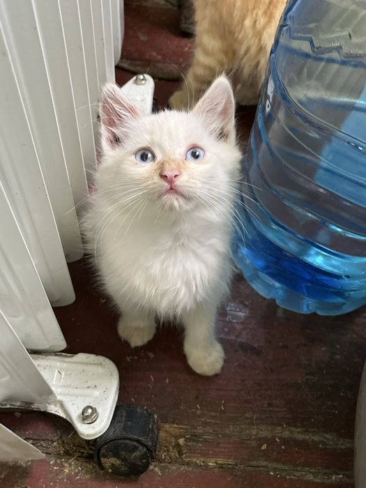 Котенята , які потребують вашої любові