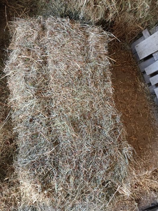 Продається Отава с.Рибне Косівський район вул.Марка Черемшини 4 .