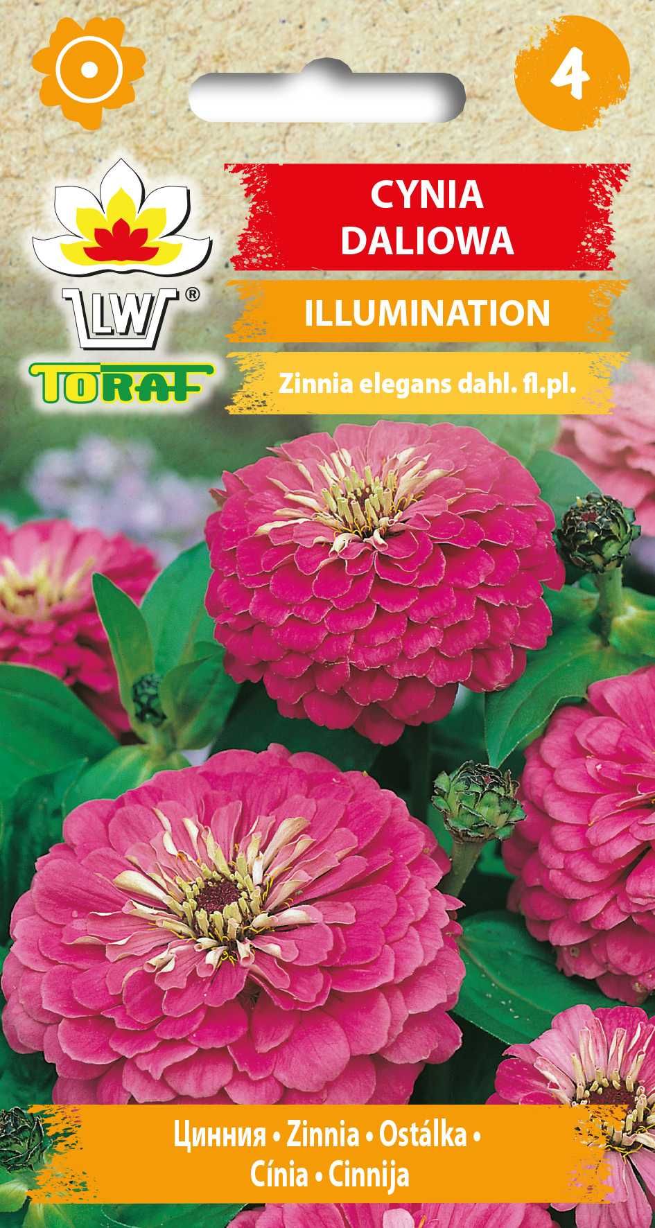 Cynia daliowa Illumination fioletowa 1g nasiona kwiatów TORAF