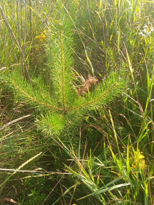 Продам сосну в комі