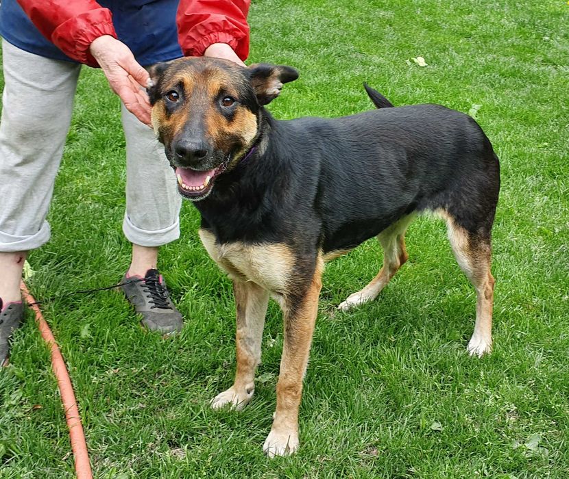 Sara - wilczkowata suczka