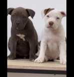 American Bully Pocket