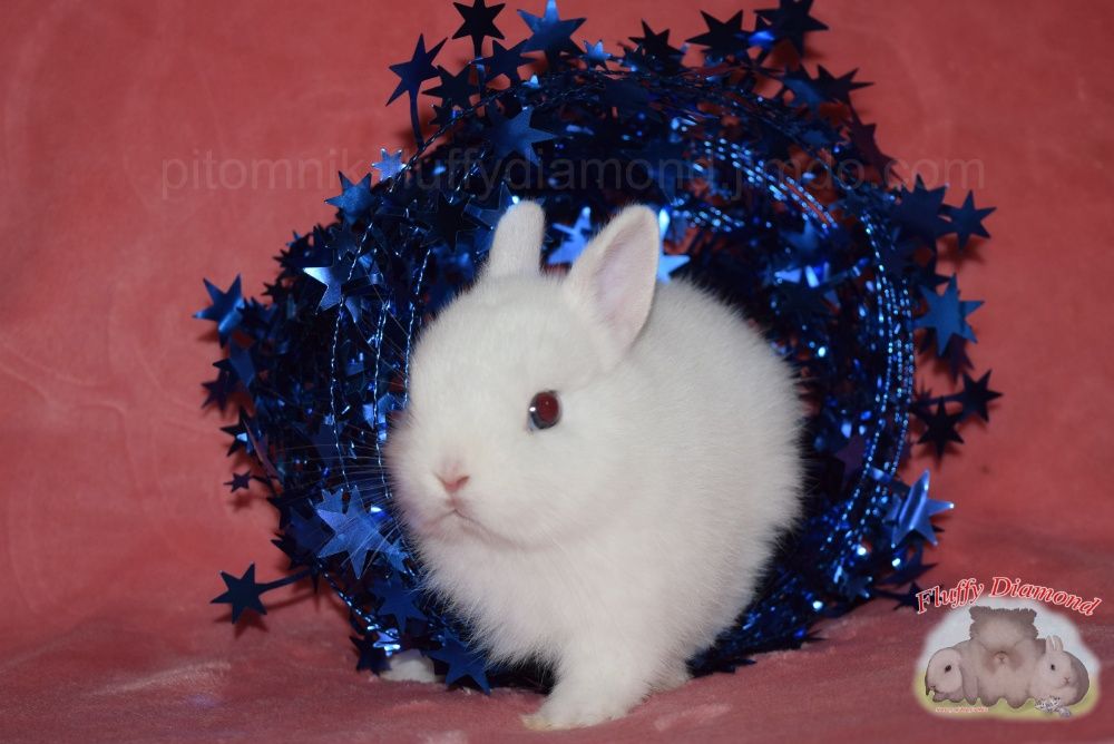 Чистопородные гермелины из питомника Fluffy Diamond.Самые маленькие