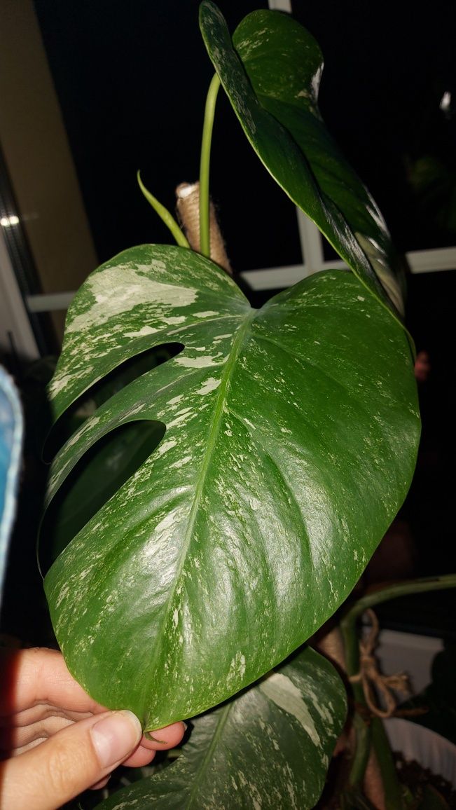 Monstera variegata