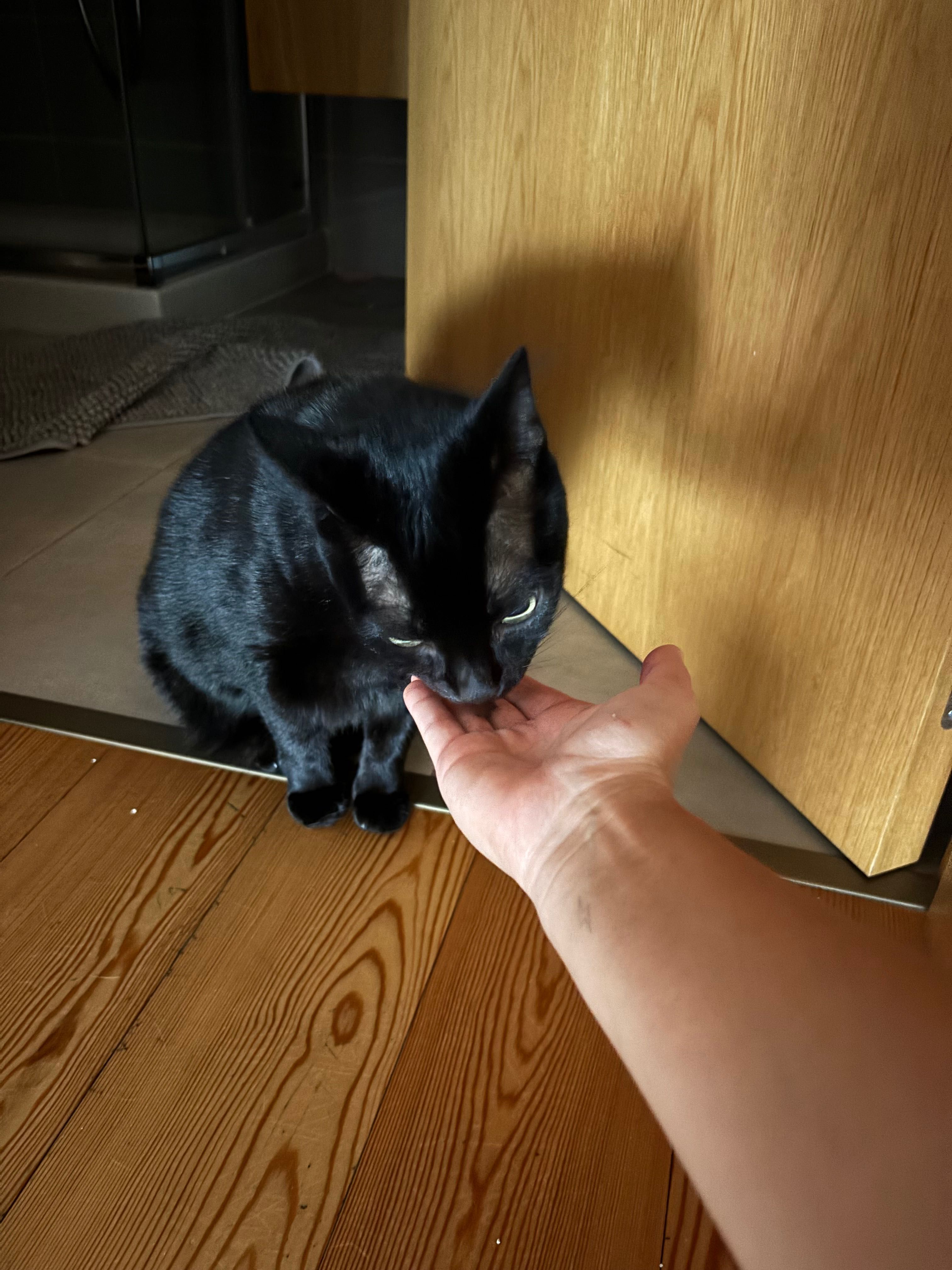 Petsitter | Passeios e estadias familiares