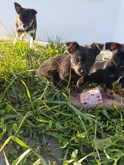 "oddam za darmo" pieska i suczke