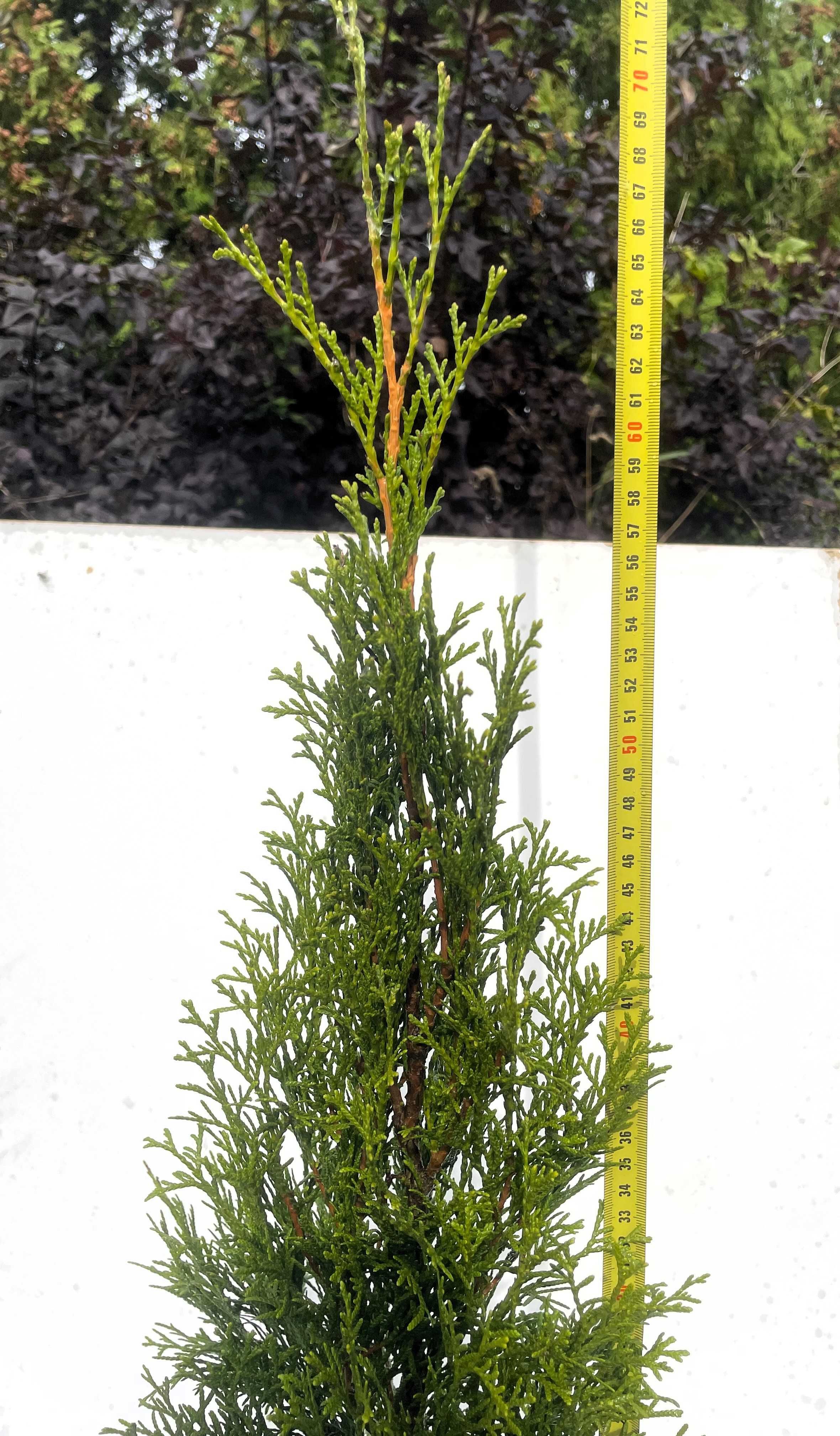 tuja szmaragd, thuja 70-80cm iglaki GĘSTE hurt detal transport wysyłka