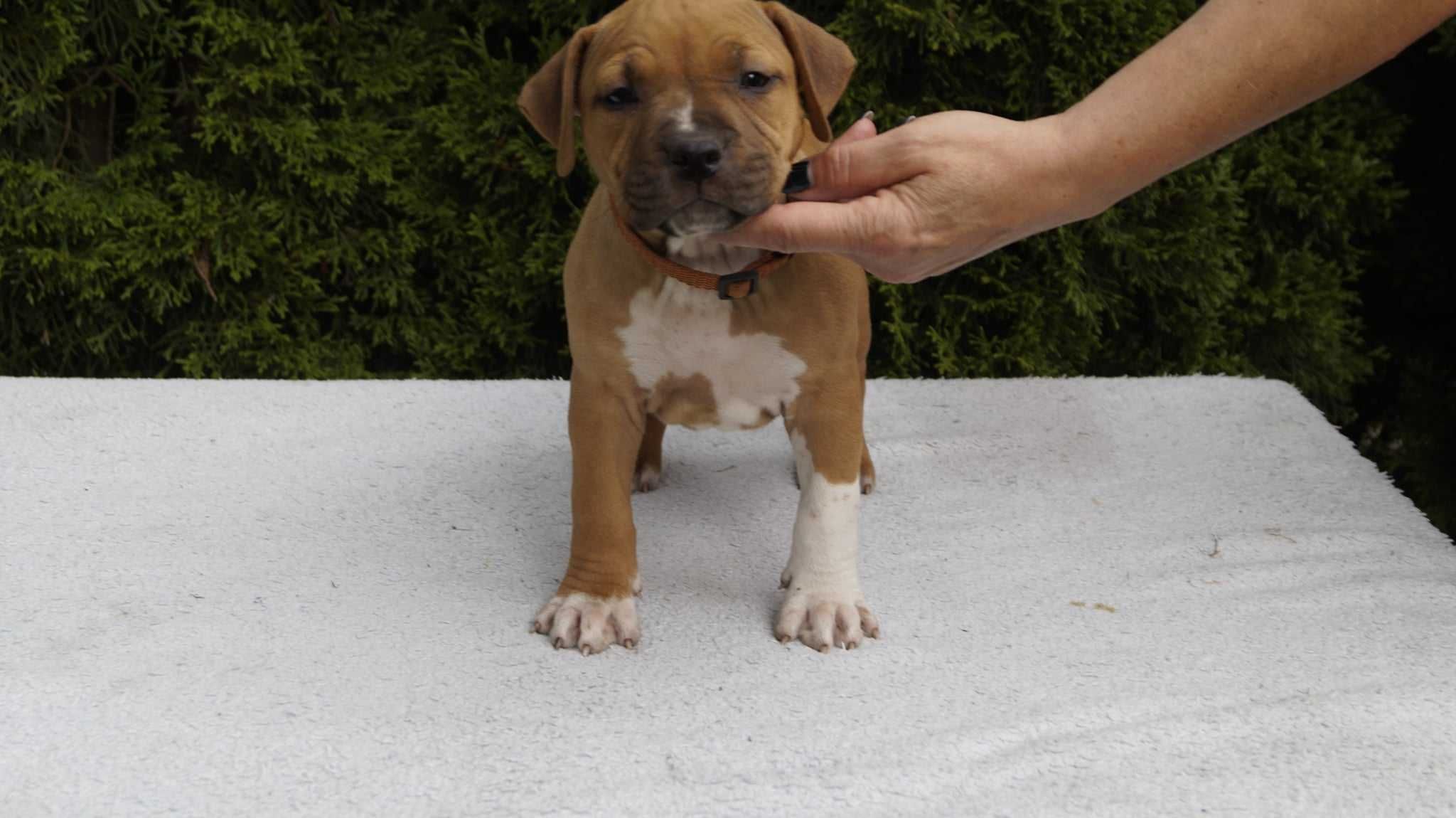 Amstaff szczenięta z rodowodem FCI. SUCZKA ESHA