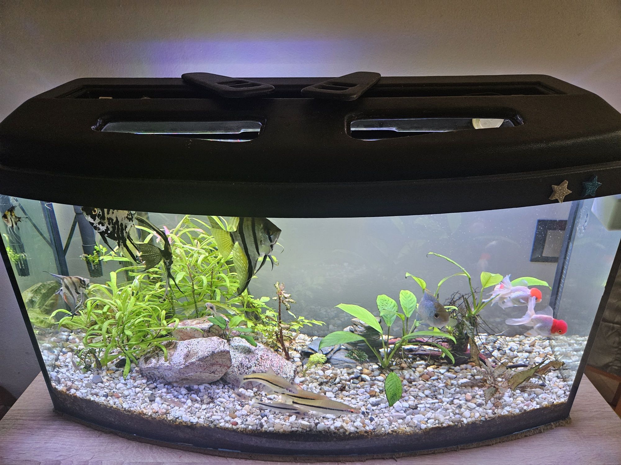 Sprzedam panoramiczne akwarium 112l