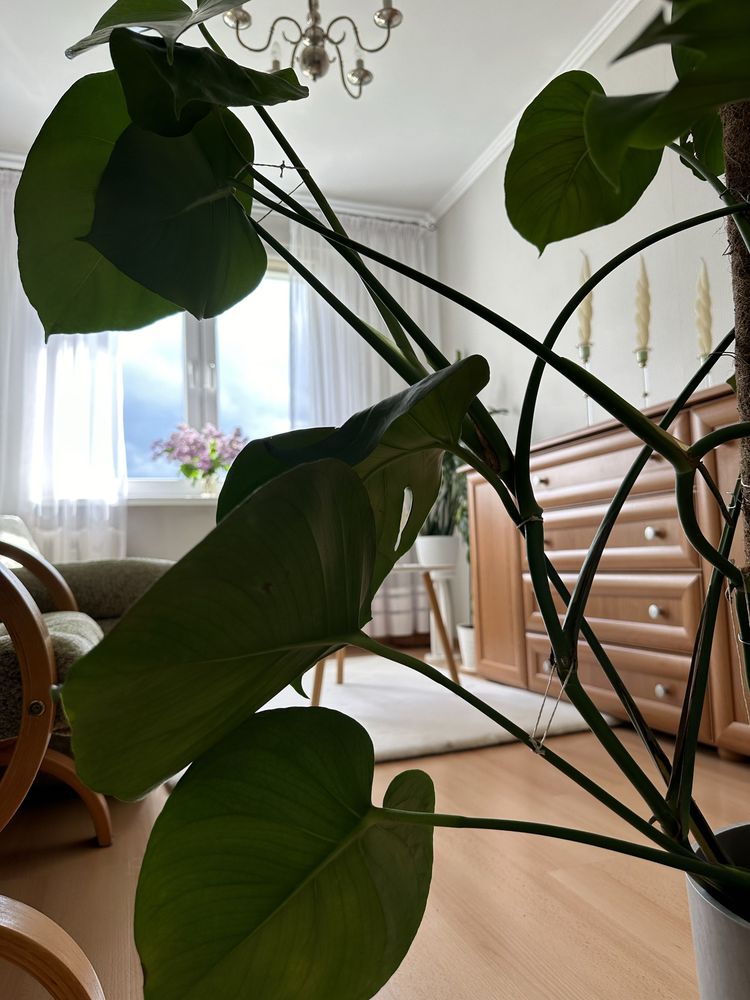 Kwiat doniczkowy monstera