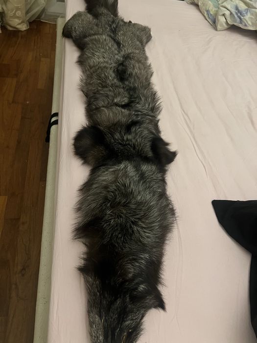 Продам шкурку чернобурки