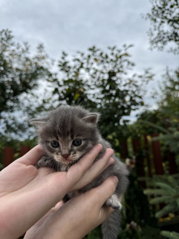 Віддам котиків в добрі руки