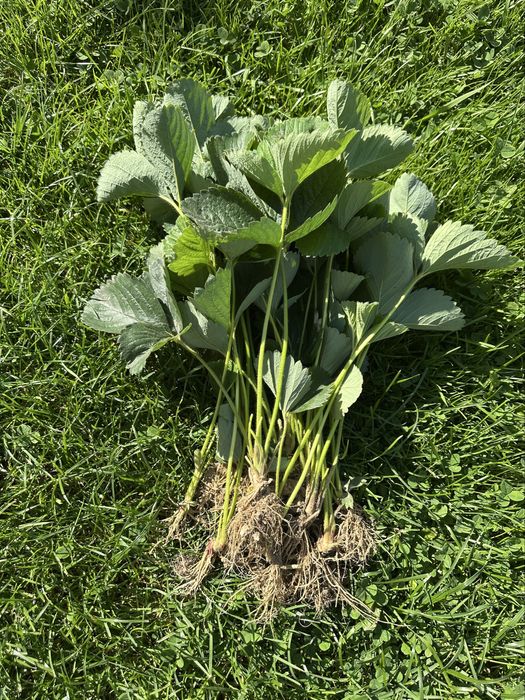 Sadzonki truskawek,truskawki