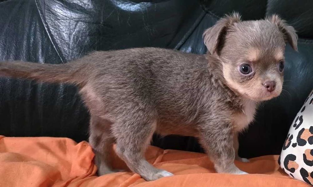 Chihuahua Fêmea, Cor Lilac afogueado. Pêlo comprido. LOP