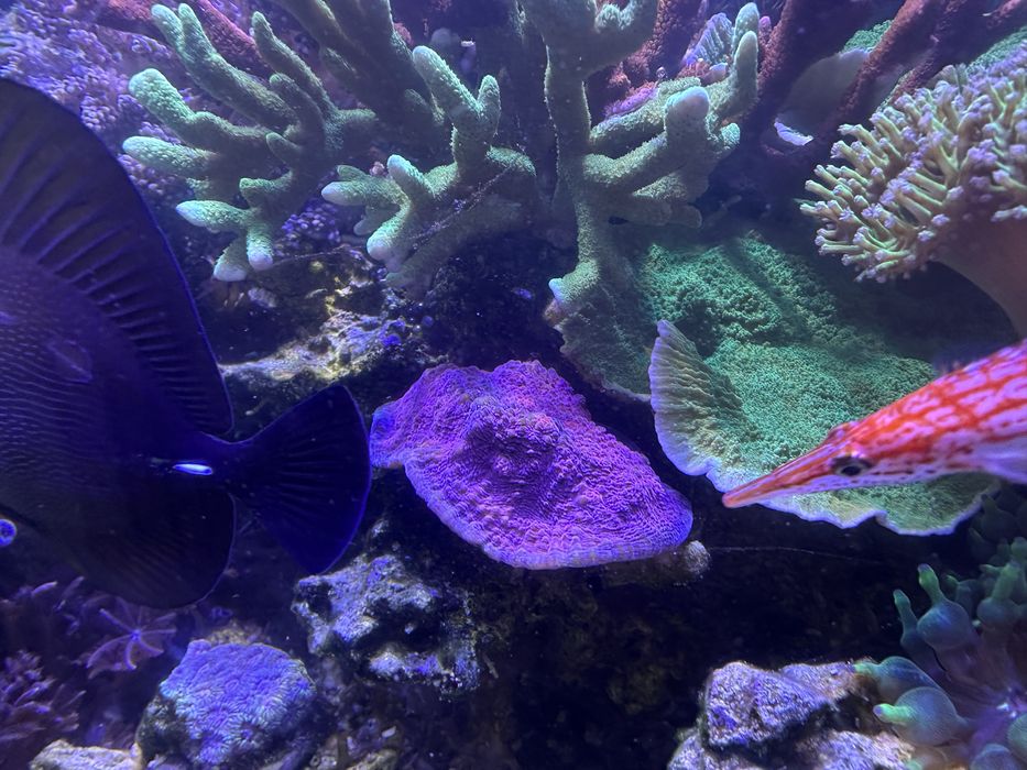 Akwarium morskie 105 l