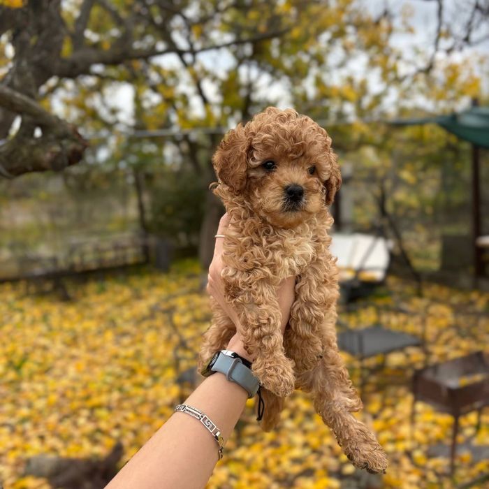 Мальтипу — воплощение нежности и стиля!