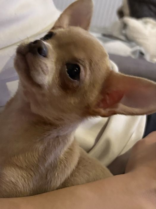 Chihuahua suczka ostatnia