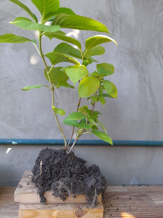 Гортензия розовая садовая