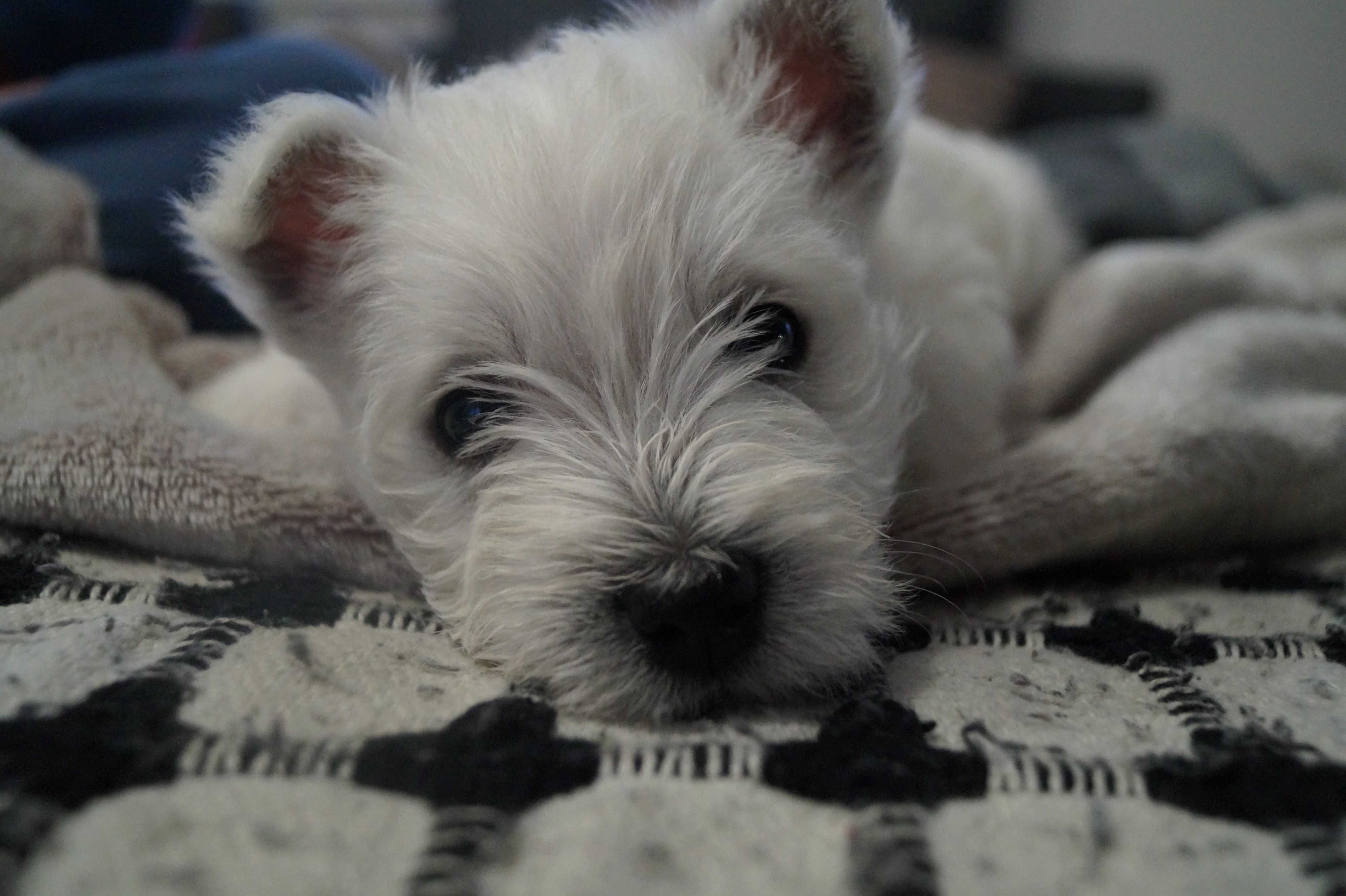 West highland white terrier ZKwP FCI suczka