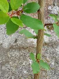 Árvore frutífera ameixoeira c/ 4 anos