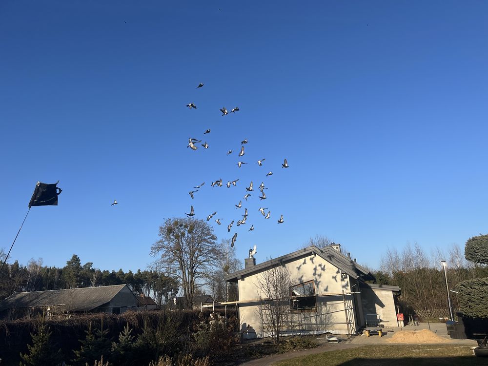 Sprzedam DERESZE wysoko lotne