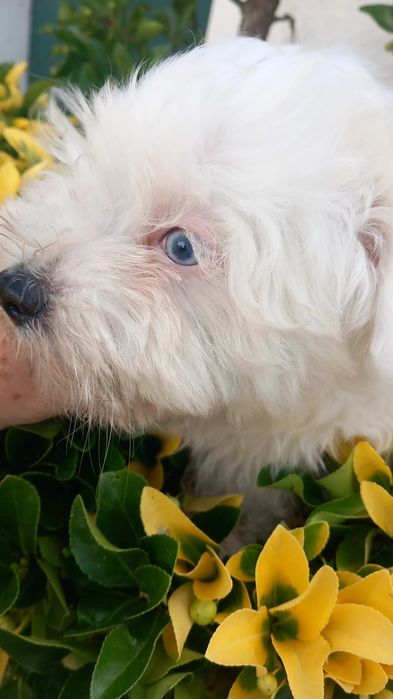 Bichon maltes pequenino macho olhos azuis