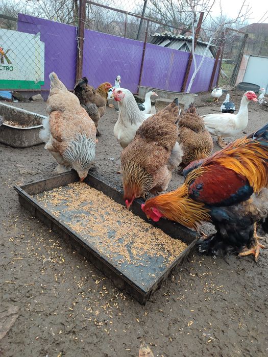 Кури порода "Брама"