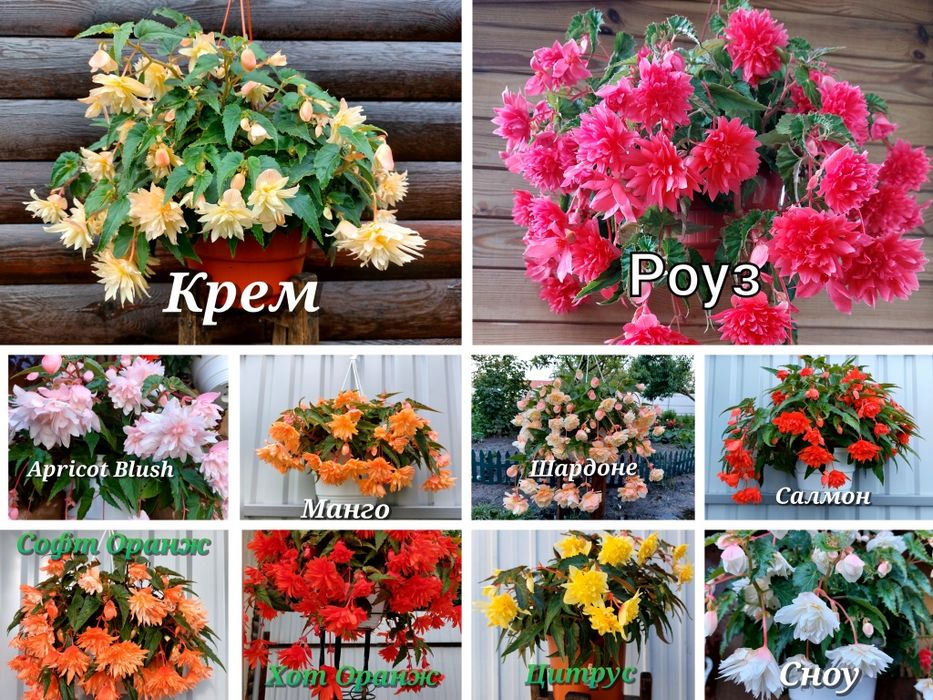 Продам укорінені пагони кореневих ампельних бегоній Беллеконій