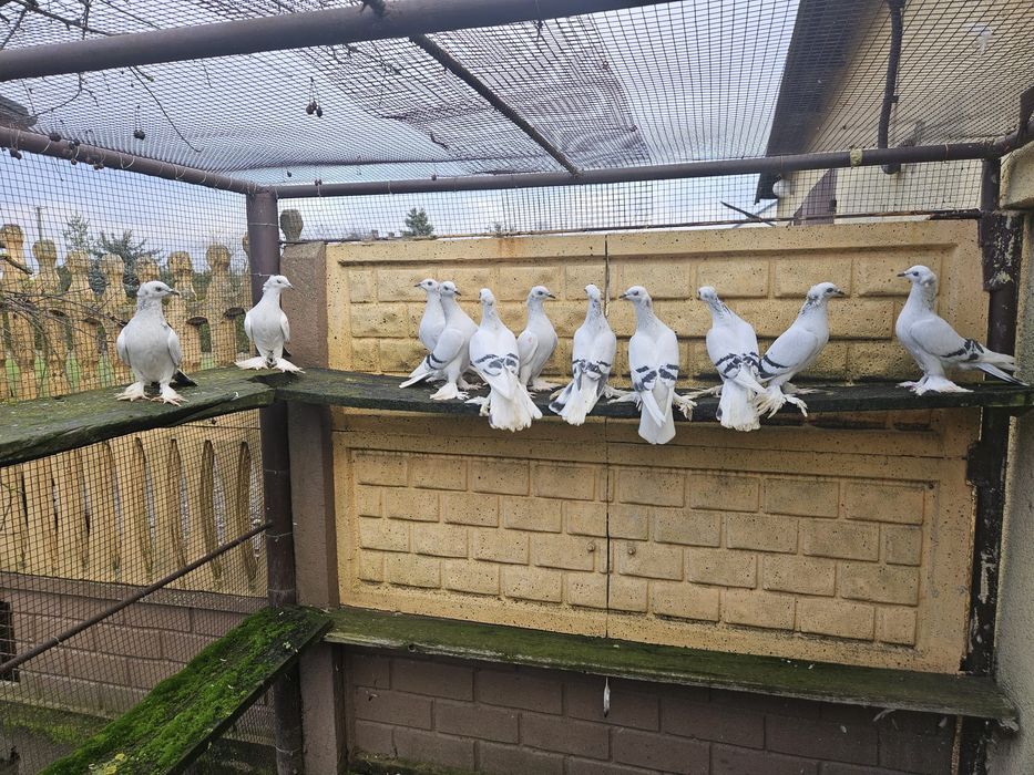 Srebniaki koroniate pasiaste