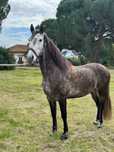 Cavalo puro sangue lusitano