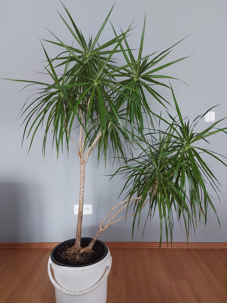 2 piękne draceny obrzeżone marginata bicolor | 170 i 148 cm