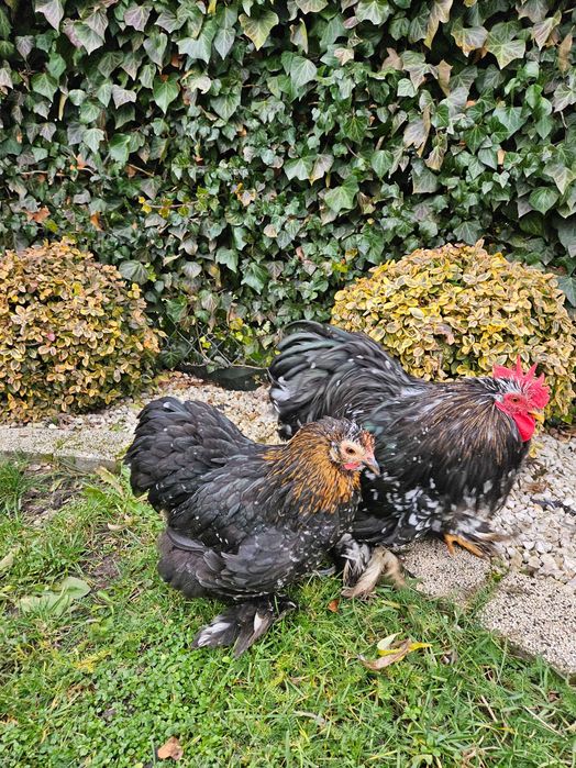 Para karzełek kochin miniaturowy