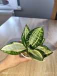 Sansevieria zebra variegata unikat