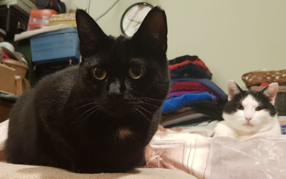 Poznań i okolice - kotka Sabinka szuka domu