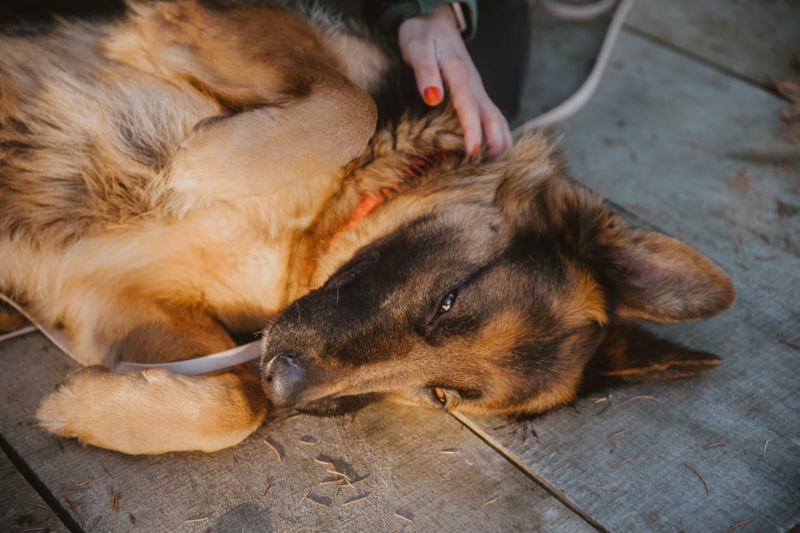 Dharma , młoda owczarzyca do adopcji