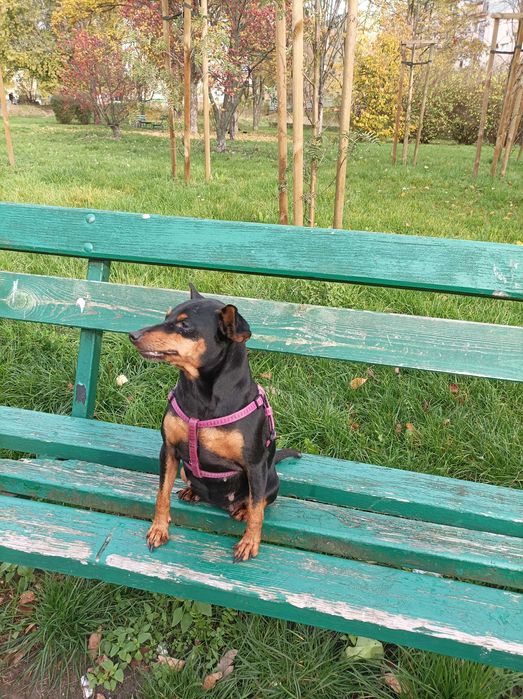 oddaję w dobre ręce pieska rasy pinczer