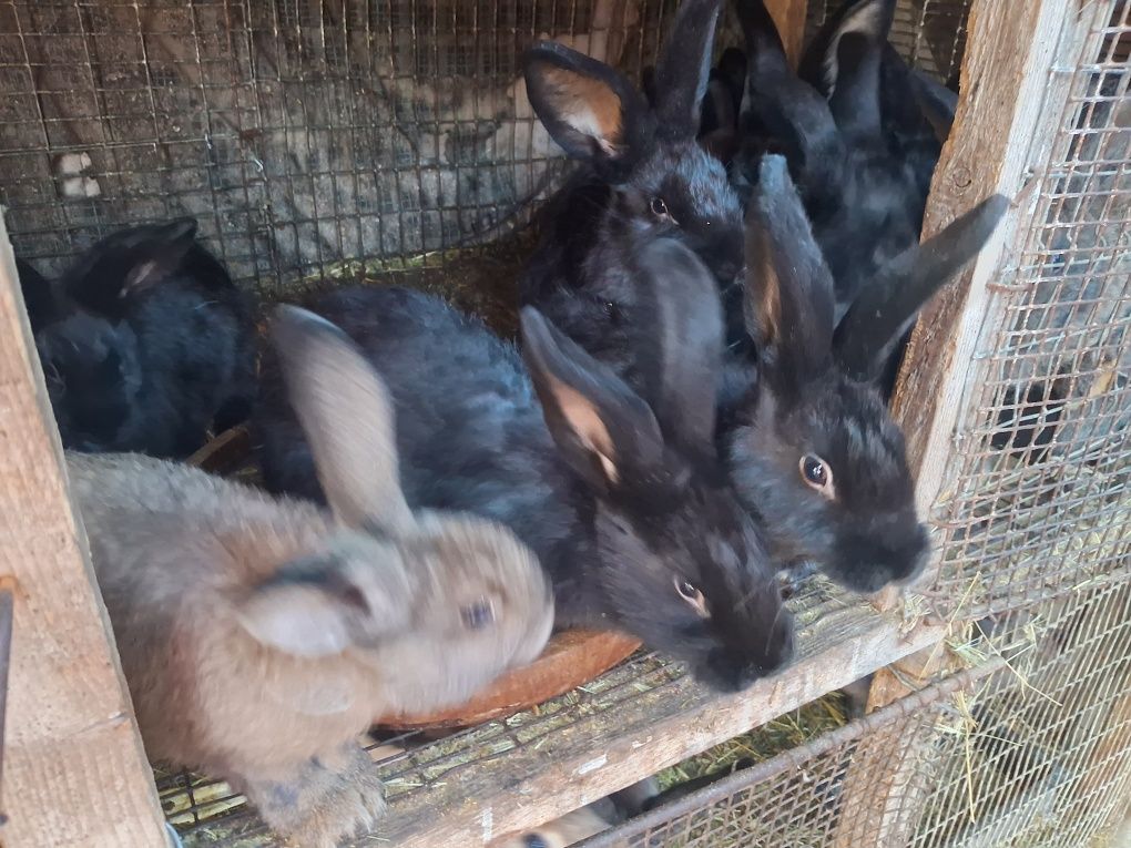 Продам кролів великих і малих